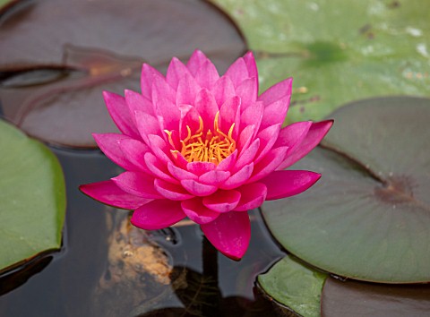 BENNETTS_WATER_GARDENS_DORSET_PLANT_PORTRAIT_OF_PINK_FLOWERS_OF_WATER_LILY__NYMPHAEA_MAYLA_WATER_LIL