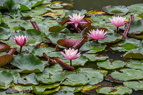 BENNETTS_WATER_GARDENS_DORSET_PLANT_PORTRAIT_OF_PINK_FLOWERS_OF_WATER_LILY__NYMPHAEA_LAYDEKERI_LILAC