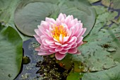 BENNETTS WATER GARDENS, DORSET: PLANT PORTRAIT OF PINK FLOWERS OF WATER LILY - NYMPHAEA LILY PONS. WATER LILIES, SUMMER, FLOWERING, AQUATIC PERENNIALS