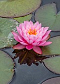 BENNETTS WATER GARDENS, DORSET: PLANT PORTRAIT OF PINK FLOWERS OF WATER LILY - NYMPHAEA PETER SLOCUM. WATER LILIES, SUMMER, FLOWERING, AQUATIC PERENNIALS