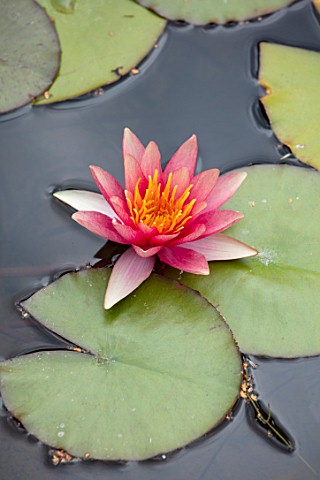 BENNETTS_WATER_GARDENS_DORSET_PLANT_PORTRAIT_OF_ORANGE_PINK_FLOWERS_OF_WATER_LILY__NYMPHAEA_DAVID_WA