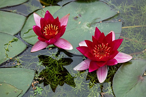 BENNETTS_WATER_GARDENS_DORSET_PLANT_PORTRAIT_OF_RED_PINK_FLOWERS_OF_WATER_LILY__NYMPHAEA_BATEAU_WATE