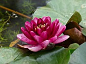 BENNETTS WATER GARDENS, DORSET: PLANT PORTRAIT OF RED, PINK FLOWERS OF WATER LILY - NYMPHAEA ALMOST BLACK. WATER LILIES, SUMMER, FLOWERING, AQUATIC PERENNIALS