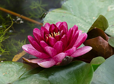 BENNETTS_WATER_GARDENS_DORSET_PLANT_PORTRAIT_OF_RED_PINK_FLOWERS_OF_WATER_LILY__NYMPHAEA_ALMOST_BLAC