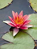 BENNETTS WATER GARDENS, DORSET: PLANT PORTRAIT OF ORANGE, PINK FLOWERS OF WATER LILY - NYMPHAEA DAVID. WATER LILIES, SUMMER, FLOWERING, AQUATIC PERENNIALS