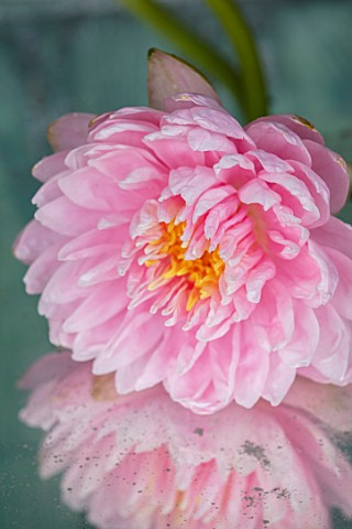BENNETTS_WATER_GARDENS_DORSET_CLOSE_UP_PLANT_PORTRAIT_OF_PINK_FLOWER_OF_WATER_LILY__NYMPHAEA_LILY_PO