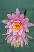 BENNETTS WATER GARDENS, DORSET: CLOSE UP PLANT PORTRAIT OF PINK, FLOWER OF WATER LILY - NYMPHAEA CAROLINIANA PERFECTA AGAINST A MIRROR. WATER LILIES, FLOWERING, AQUATIC PERENNIALS