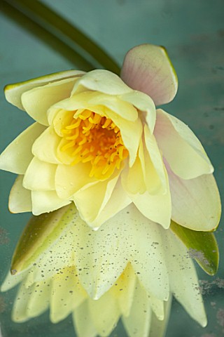 BENNETTS_WATER_GARDENS_DORSET_CLOSE_UP_PLANT_PORTRAIT_OF_CREAM_FLOWER_OF_WATER_LILY__NYMPHAEA_ODORAT