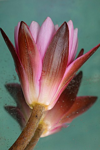BENNETTS_WATER_GARDENS_DORSET_CLOSE_UP_PLANT_PORTRAIT_OF_PINK_FLOWER_OF_WATER_LILY__NYMPHAEA_PINK_SE