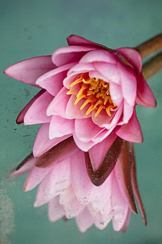 BENNETTS_WATER_GARDENS_DORSET_CLOSE_UP_PLANT_PORTRAIT_OF_PINK_FLOWER_OF_WATER_LILY__NYMPHAEA_PINK_SE