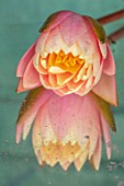 BENNETTS WATER GARDENS, DORSET: CLOSE UP PLANT PORTRAIT OF PINK FLOWER OF WATER LILY - NYMPHAEA SUNNY PINK AGAINST A MIRROR. WATER LILIES, FLOWERING, AQUATIC PERENNIALS