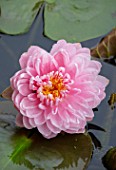 BENNETTS WATER GARDENS, DORSET: PLANT PORTRAIT OF PINK FLOWERS OF WATER LILY - NYMPHAEA LILY PONS. AQUATIC, PERENNIALS