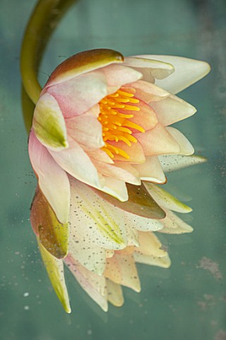 BENNETTS_WATER_GARDENS_DORSET_CLOSE_UP_PLANT_PORTRAIT_OF_YELLOW_APRICOT_FLOWER_OF_WATER_LILY__NYMPHA
