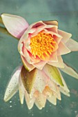 BENNETTS WATER GARDENS, DORSET: CLOSE UP PLANT PORTRAIT OF YELLOW, APRICOT FLOWER OF WATER LILY - NYMPHAEA SIOUX . WATER LILIES, FLOWERING, AQUATIC PERENNIALS