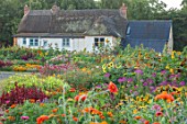 ASTON POTTERY, OXFORDSHIRE: ANNUAL BORDERS, WHITE COTTAGE, NICOTIANAS, SUNFLOWERS, CLEOME SPINOSA VIOLET QUEEN, GARDENS