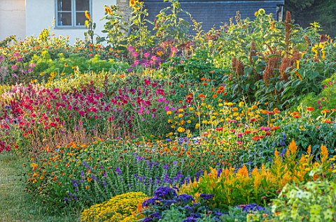 ASTON_POTTERY_OXFORDSHIRE_ANNUAL_BORDERS_WHITE_COTTAGE_NICOTIANAS_SUNFLOWERS_CLEOME_SPINOSA_VIOLET_Q