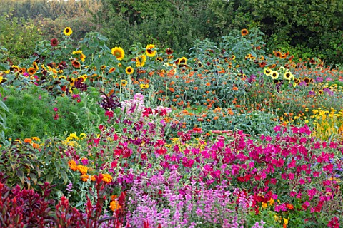 ASTON_POTTERY_OXFORDSHIRE_ANNUAL_BORDERS_NICOTIANAS_SUNFLOWERS_CLEOME_SPINOSA_VIOLET_QUEEN_TITHONIA_