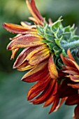 ASTON POTTERY, OXFORDSHIRE: CLOSE UP PLANT PORTRAIT OF ORANGE, BROWN FLOWERS OF SUNFLOWERS, HELIANTHUS ANNUUS VELVET QUEEN. ANNUALS, FLOWERING, SUMMER, BLOOMS