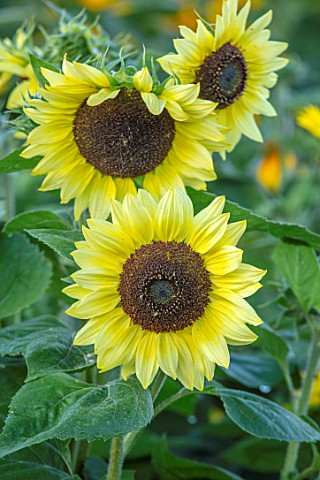 ASTON_POTTERY_OXFORDSHIRE_CLOSE_UP_PLANT_PORTRAIT_OF_YELLOW_FLOWERS_OF_SUNFLOWERS_HELIANTHUS_ANNUUS_