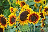 ASTON POTTERY, OXFORDSHIRE: CLOSE UP PLANT PORTRAIT OF YELLOW, BROWN, ORANGE FLOWERS OF SUNFLOWERS, HELIANTHUS ANNUUS VELVET QUEEN. ANNUALS, FLOWERING, SUMMER, BLOOMS