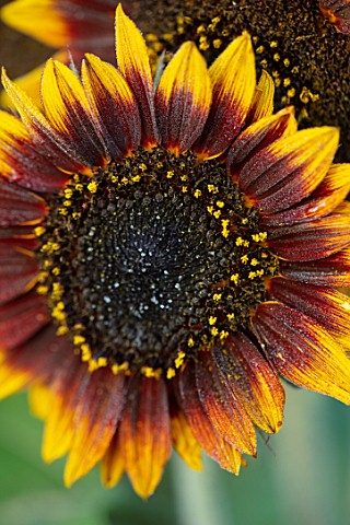 ASTON_POTTERY_OXFORDSHIRE_CLOSE_UP_PLANT_PORTRAIT_OF_YELLOW_BROWN_ORANGE_FLOWERS_OF_SUNFLOWERS_HELIA