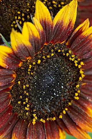 ASTON_POTTERY_OXFORDSHIRE_CLOSE_UP_PLANT_PORTRAIT_OF_YELLOW_BROWN_ORANGE_FLOWERS_OF_SUNFLOWERS_HELIA
