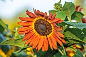 ASTON POTTERY, OXFORDSHIRE: CLOSE UP PLANT PORTRAIT OF BROWN, ORANGE FLOWERS OF SUNFLOWERS, HELIANTHUS ANNUUS RED SUN. ANNUALS, FLOWERING, SUMMER, BLOOMS