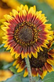 ASTON POTTERY, OXFORDSHIRE: CLOSE UP PLANT PORTRAIT OF YELLOW, BROWN, ORANGE FLOWERS OF SUNFLOWERS, HELIANTHUS ANNUUS VELVET QUEEN. ANNUALS, FLOWERING, SUMMER, BLOOMS