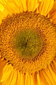 ASTON POTTERY, OXFORDSHIRE: CLOSE UP PLANT PORTRAIT OF YELLOW, ORANGE FLOWERS OF SUNFLOWERS, HELIANTHUS ANNUUS SUMMER BREEZE. ANNUALS, FLOWERING, SUMMER, BLOOMS