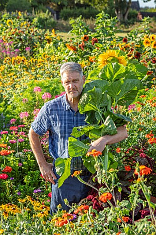ASTON_POTTERY_OXFORDSHIRE_STEPHEN_BAUGHAN_HOLDING_SUNFLOWERS_IN_THE_ANNUAL_BORDERS_SUMMER_AUGUST