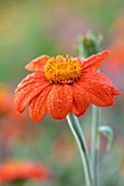 ASTON POTTERY, OXFORDSHIRE: CLOSE UP PLANT PORTRAIT OF THE ORANGE FLOWERS OF TITHONIA ROTUNDIFOLIA FIESTA DEL SOL. LATE, SUMMER, FLOWERING, ANNUALS, PETALS. MEXICAN SUNFLOWER