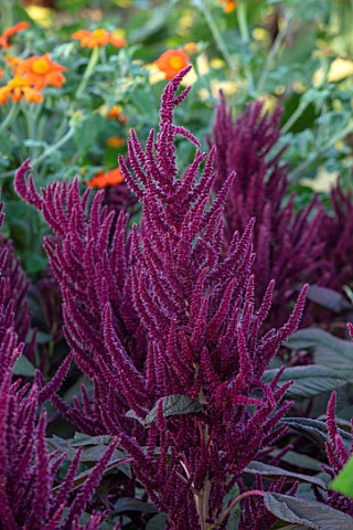 ASTON_POTTERY_OXFORDSHIRE_CLOSE_UP_OF_DARK_RED_FLOWERS_OF_AMARANTHUS_PANICULATUS_OESCHBERG_FOX_TAIL_