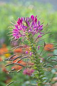 ASTON POTTERY, OXFORDSHIRE: PLANT PORTRAIT OF PINK FLOWERS OF CLEOME SPINOSA VIOLET QUEEN. SPIDER FLOWER, BLOOMS, SUMMER, ANNUALS, BEDDING
