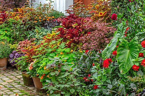 CLAUS_DALBY_GARDEN_DENMARK_BORDER_OF_CONTAINERS_IN_ORNAGES_AND_REDS_PLANTED_WITH_FOLIAGE_OF_COLEUS_M