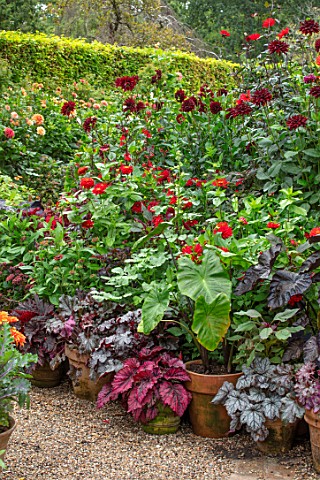 CLAUS_DALBY_GARDEN_DENMARK_BORDER_OF_CONTAINERS_IN_ORANGES_AND_REDS__DAHLIAS_ARABIAN_NIGHT_AND_RIP_C