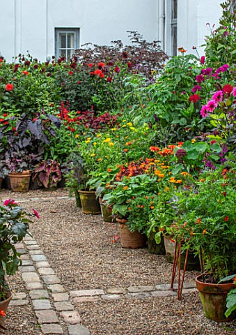 CLAUS_DALBY_GARDEN_DENMARK_GRAVEL_PATH_BORDERS_OF_CONTAINERS_IN_ORANGES_PINKS_REDS_DAHLIAS_ALOCASIA_
