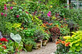 CLAUS DALBY GARDEN, DENMARK: BORDER OF TERRACOTTA CONTAINERS PLANTED WITH PINKS, ORANGES AND LIME GREENS. DAHLIA FASCINATION
