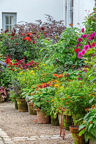 CLAUS_DALBY_GARDEN_DENMARK_BORDER_OF_TERRACOTTA_CONTAINERS_PLANTED_WITH_PINKS_ORANGES_AND_LIME_GREEN
