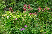 CLAUS DALBY GARDEN, DENMARK: LILIUM SPECIOSUM BLACK BEAUTY IN THE WOODLAND. BULBS, LILIES, RED, PINK, FLOWERS, SHADE, SHADY, GREEN
