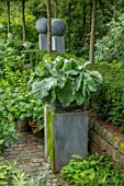 CLAUS DALBY GARDEN, DENMARK: CONTAINER IN SHADE PLANTED WITH SILVER FOLIAGE OF SALVIA ARGENTEA. SHADY, PERENNIALS, GREY, FURRY, LEAVES