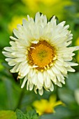 CLAUS DALBY GARDEN, DENMARK: PLANT PORTRAIT OF YELLOW FLOWERS OF CALLISTEPHUS MATSUMOTO YELLOW. BLOOMS, AUTUMN, CREAM, PERENNIALS