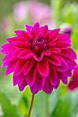 CLAUS DALBY GARDEN, DENMARK: CLOSE UP OF DEEP PINK DAHLIA LE BARON. FLOWERS, BLOOMS, BLOOMING