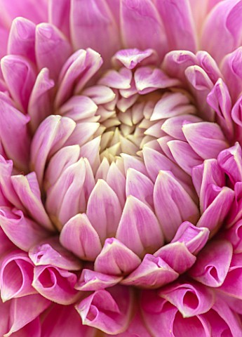 CLAUS_DALBY_GARDEN_DENMARK_CLOSE_UP_OF_CENTRE_OF_PINK_DAHLIA_MINGUS_RANDY_FLOWERS_BLOOMS_BLOOMING