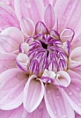 CLAUS DALBY GARDEN, DENMARK: CLOSE UP OF CENTRE OF PINK DAHLIA MINGUS RANDY. FLOWERS, BLOOMS, BLOOMING