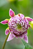 CLAUS DALBY GARDEN, DENMARK: CLOSE UP OF CENTRE OF PINK DAHLIA MINGUS RANDY. FLOWERS, BLOOMS, BLOOMING