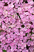 CLAUS DALBY GARDEN, DENMARK: PLANT PORTRAIT OF PINK FLOWERS OF HYDRANGEA MACROPHYLLA AYESHA - SHRUBS, FLOWERING, FLOWERHEADS