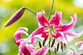 CLAUS DALBY GARDEN, DENMARK: CLOSE UP PLANT PORTRAIT OF LILIUM SPECIOSUM BLACK BEAUTY IN THE WOODLAND. BULBS, LILIES, RED, PINK, FLOWERS, SHADE, SHADY