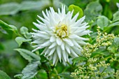 CLAUS DALBY GARDEN, DENMARK: CLOSE UP OF WHITE FLOWERS OF CACTUS DAHLIA MY LOVE. FLOWERS, BLOOMS, DAHLIAS, BLOOMING