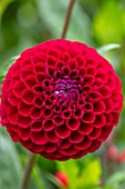 CLAUS DALBY GARDEN, DENMARK: PLANT PORTRAIT OF RED FLOWER OF POMPON DAHLIA IVANETTI. FLOWERS, BLOOMS, BLOOMING