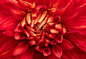 CLAUS DALBY GARDEN, DENMARK: PLANT PORTRAIT OF ORANGE, DARK, RED FLOWERS OF SEMI CACTUS DAHLIA TAUM SAUK. FLOWERING, FLOWERHEADS, BLOOMS, BLOOMING, DAHLIAS, CENTRE, ABSTRACT